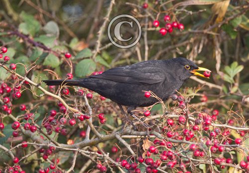 Male Blackbird Eating Hawthorn Berries DM1270